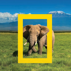 National Geographic - Icon